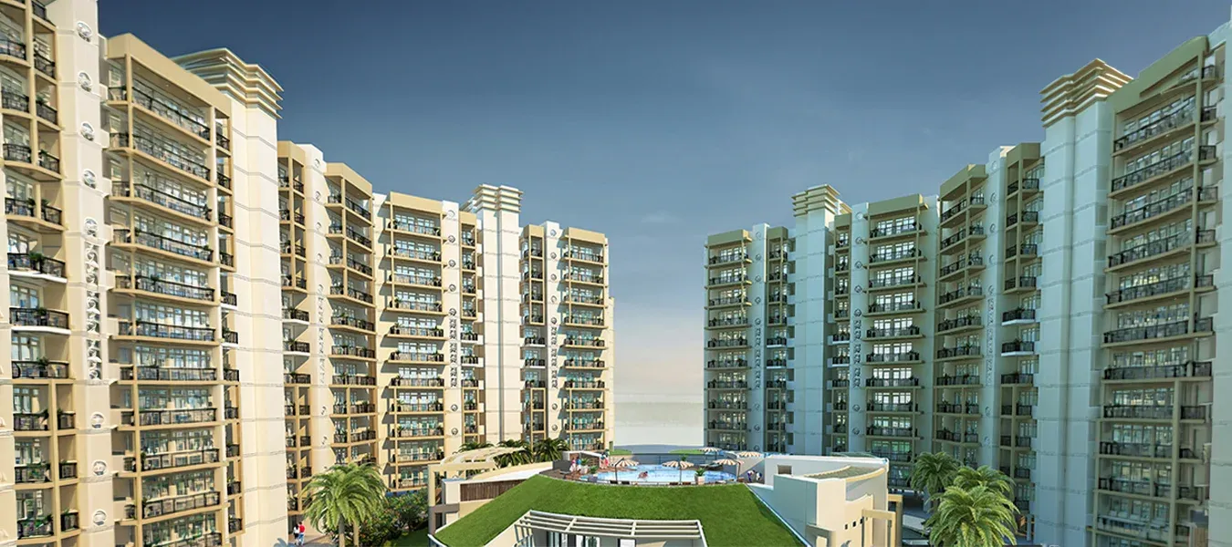 Orris aster court Premier